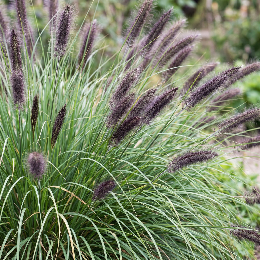 Green boutiQ - Gräser - Pennisetum alop. Black Beauty - Lampenputzergras - Mit Blütenähre - Grün - 6 Pflanzen - Topf 11cm - Höhe 15-25cm