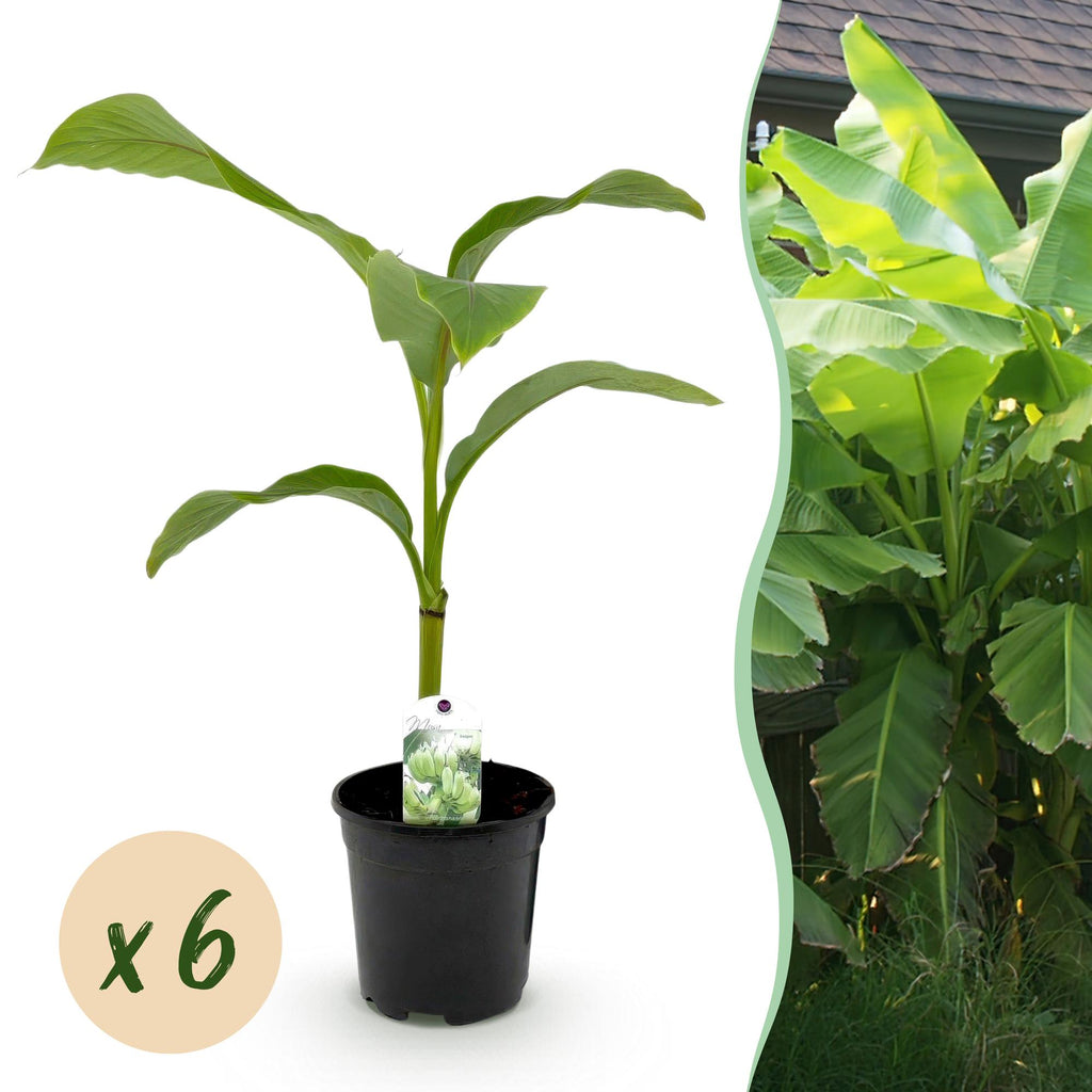 Green boutiQ - Plant fruitier - Bananier - Musa Basjoo - Rustique - 6 plantes - Pot 17 cm Hauteur 40 cm