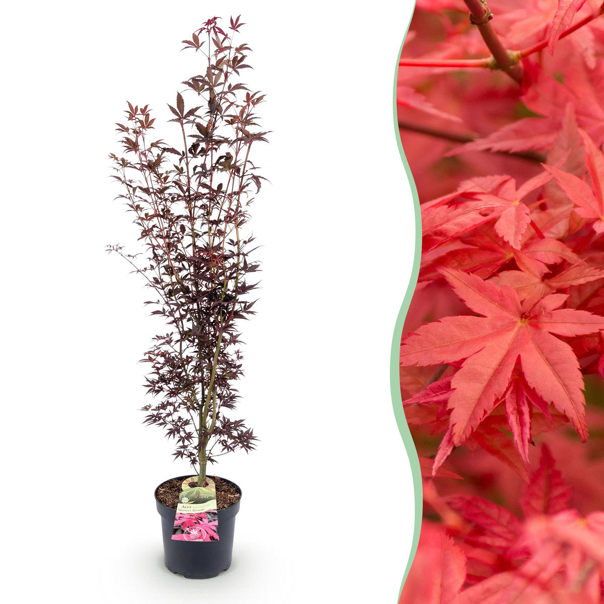 Green boutiQ - Plante de jardin - Acer palmatum Atropurpureum - Érable du Japon - Caduc - Violet - 1 - Pot 26cm - Hauteur 90cm