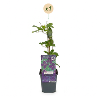 Clematis Viticella Polish Spirit - Bosrank - Paars - Klimplant - Ø9cm - ↕35cm