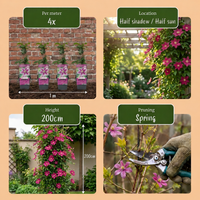 Clematis Piilu - Bosrank - Wit - Roze - Klimplant - Ø9cm - ↕35cm