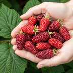 Green boutiQ - Obstpflanzen - Taybeere - Rubus Tayberry - Winterhart - 6 Pflanzen - Topf 9 cm - Rote Johannisbeere