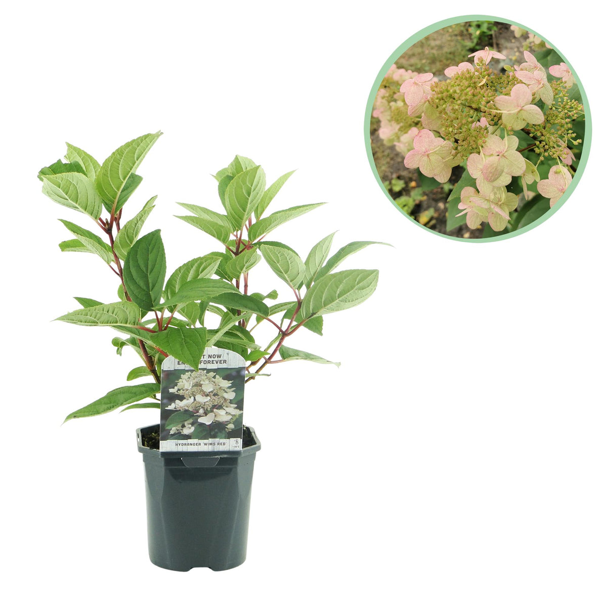 Green boutiQ - Hortensia paniculé - Hydrangea paniculata 'Wim's Red' - Fleurs blanches et rouges - 1 plante - Caduc - Grandes fleurs - Pot 17cm Hauteur 50cm