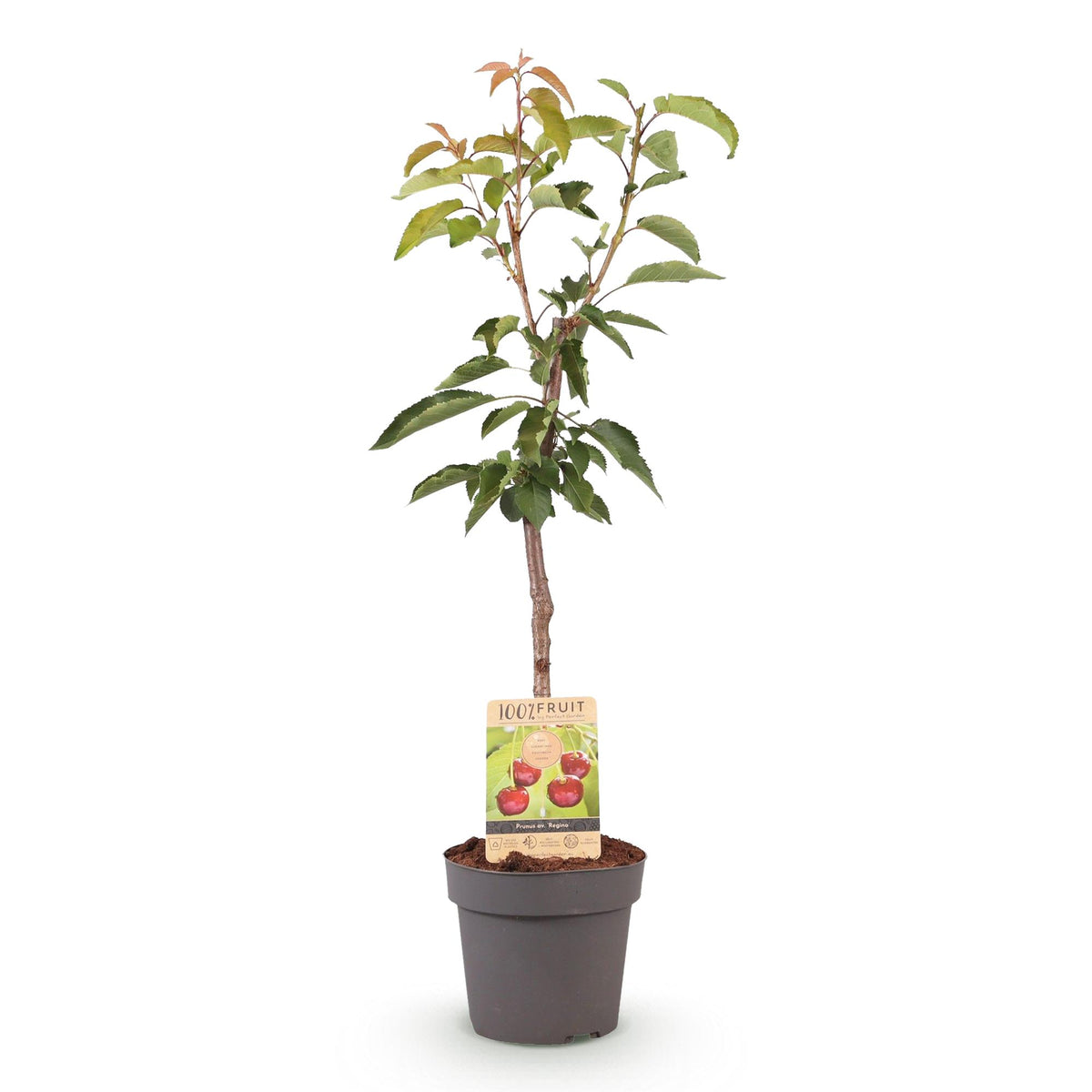 Green boutiQ - Fruitboom - Prunus avium Regina - Kersenboom - Winterhard - Donker Rode Bes - 1 Plant - Pot 21cm - Hoogte 90cm