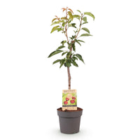 Green boutiQ - Fruitboom - Prunus avium Regina - Kersenboom - Winterhard - Donker Rode Bes - 1 Plant - Pot 21cm - Hoogte 90cm