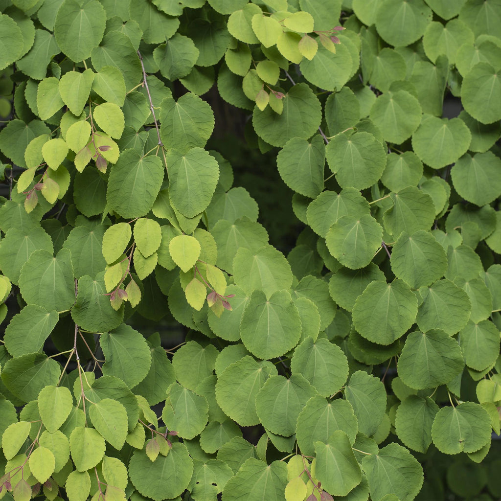 Green boutiQ - Gartenpflanze - Cercidiphyllum japonicum - Grün 1 Pflanze - Laubabwerfend - Pflegeleicht - Topf 12cm Höhe 35cm