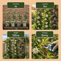 6x Passiflora Tricolour - Tricolour passion flower - White - Purple - Pink - Climber - Ø9cm - ↕35cm