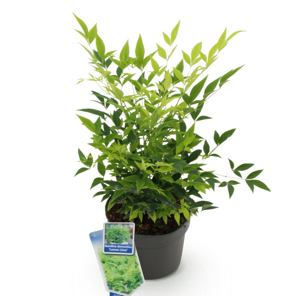 Green boutiQ - Plante de jardin - Nandina Lemon & Lime - Jaune - 1 plante - Persistante - Entretien facile - Pot 17 cm Hauteur 45 cm