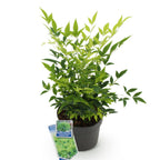 Green boutiQ - Plante de jardin - Nandina Lemon & Lime - Jaune - 1 plante - Persistante - Entretien facile - Pot 17 cm Hauteur 45 cm