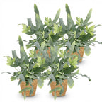 Green boutiQ - Plante d'intérieur - Phlebodium aureum Blue Star - Fougère bleue - Plante adaptée aux animaux domestiques - Bleu - 4 Plantes - avec Panier - Pot 12 cm - Hauteur 25 cm