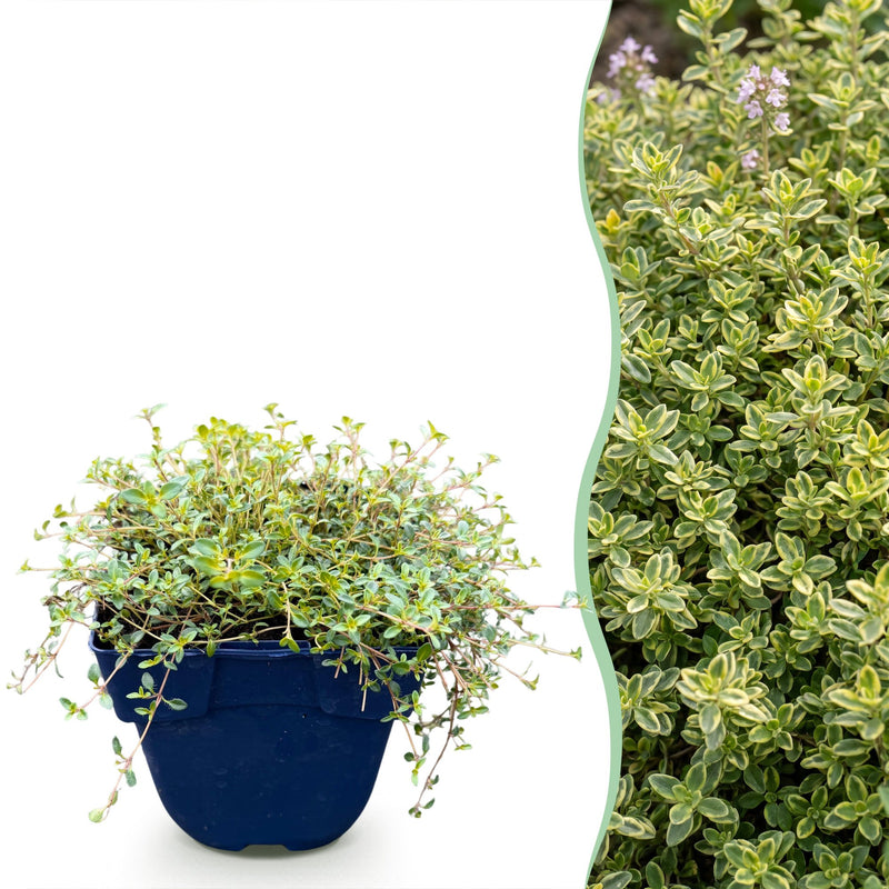 Green boutiQ - Perennial - Thymus citr. Sambesi - Lemon Thyme - Fragrant - Yellow - 12 Plants - Pot 11cm - Height 15-25cm