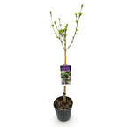Green boutiQ - Plante sur tige - Hibiscus syriacus Lavender Chiffon® - Plante de terrasse - Caduc - Rustique - Fleur violette - Pot 19 cm, hauteur 90 cm