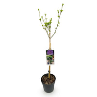 Green boutiQ - Plant op Stam -Hibiscus syriacus Lavendor Chiffon® - Terras Plant - Bladverliezend - Winterhard - Paarse Bloem - Pot 19cm Hoogte 90cm