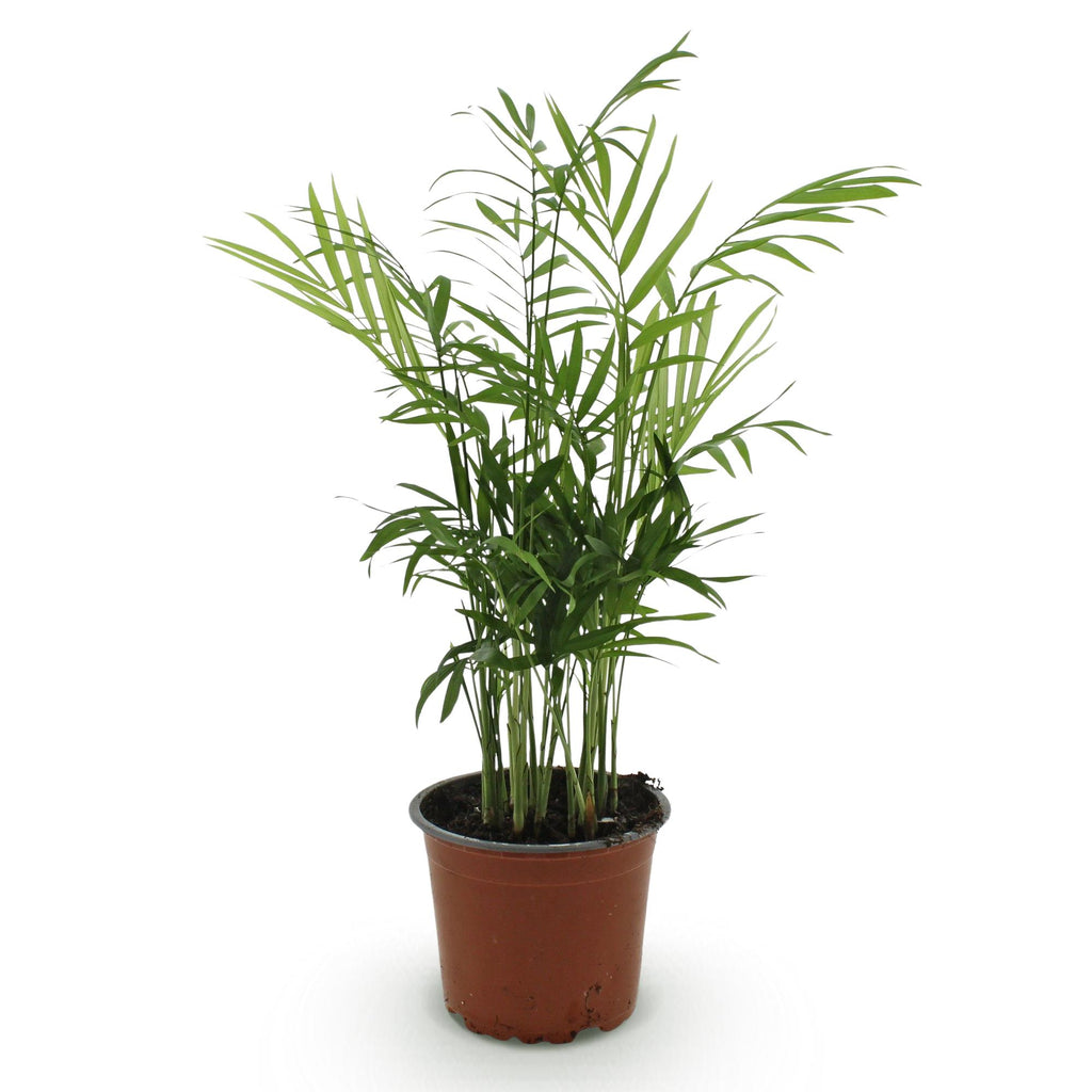 Green boutiQ - Plante d'intérieur - Chamaedorea elegans - Palmier nain - Plante adaptée aux animaux de compagnie - Vert - 1 plante - Pot 12 cm - Hauteur 15 cm