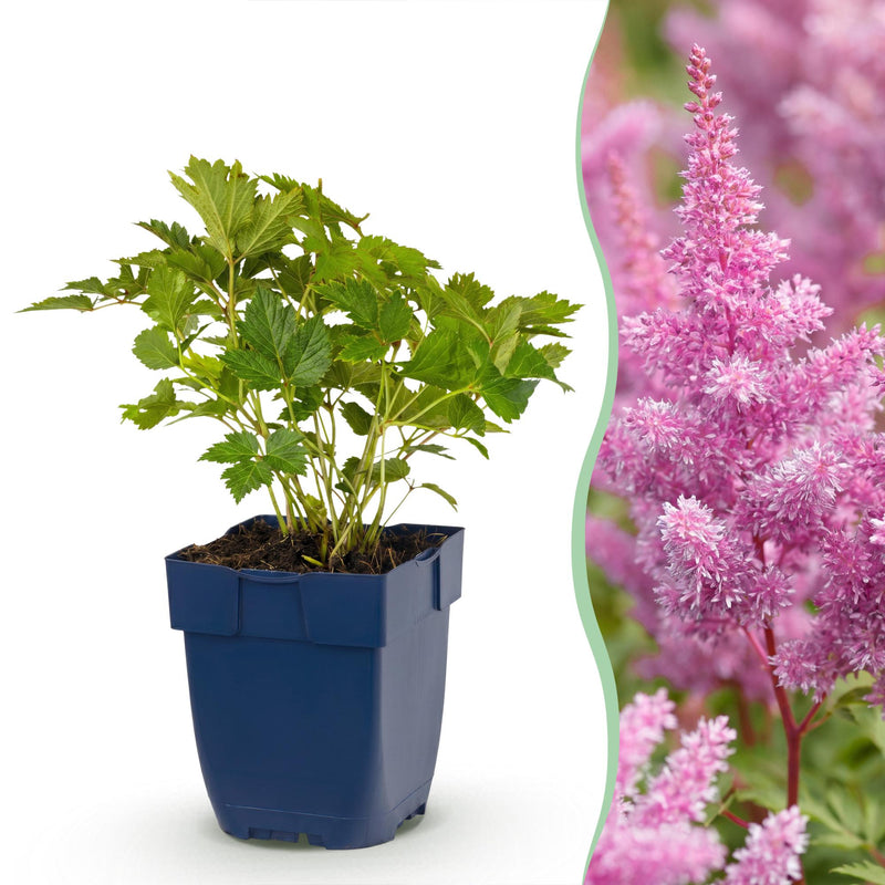 Green boutiQ - Vasteplant - Astilbe chin. Pumila - Pluimspirea - Schaduw - Paars - 3 Planten - Pot 11cm - Hoogte 15-25cm
