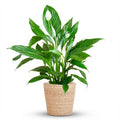 Green boutiQ - Zimmerpflanze - Einblatt - Spathiphyllum - Weiß - Pflegeleicht - 1 Pflanze - mit Korb - Topf 21cm - Höhe 70 - 80cm
