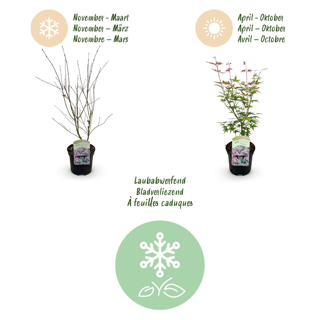 Green boutiQ - Plante de terrasse - Érable du Japon - Acer palmatum Phoenix - Rose - 1 plante - Caduc - Pot 19 cm, hauteur 70 cm