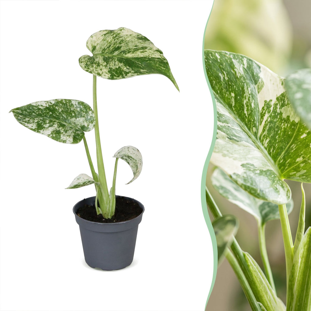 Monstera Deliciosa Mint Variegated - Mint Variegated Swiss Cheese Plant - Green - Variegata - Tropical - Ø6cm - ↕18cm