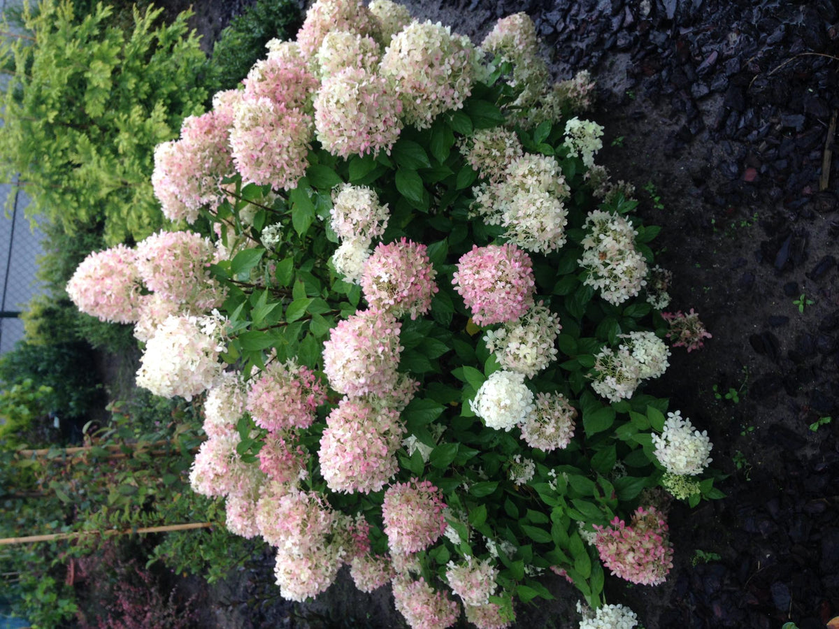 Green boutiQ - Pluim Hortensia - Hydrangea panniculata Limelight - Bloem Creme Wit  - 1 Plant - Bladverliezend - Grote Bloemen - Pot 17cm Hoogte 50cm