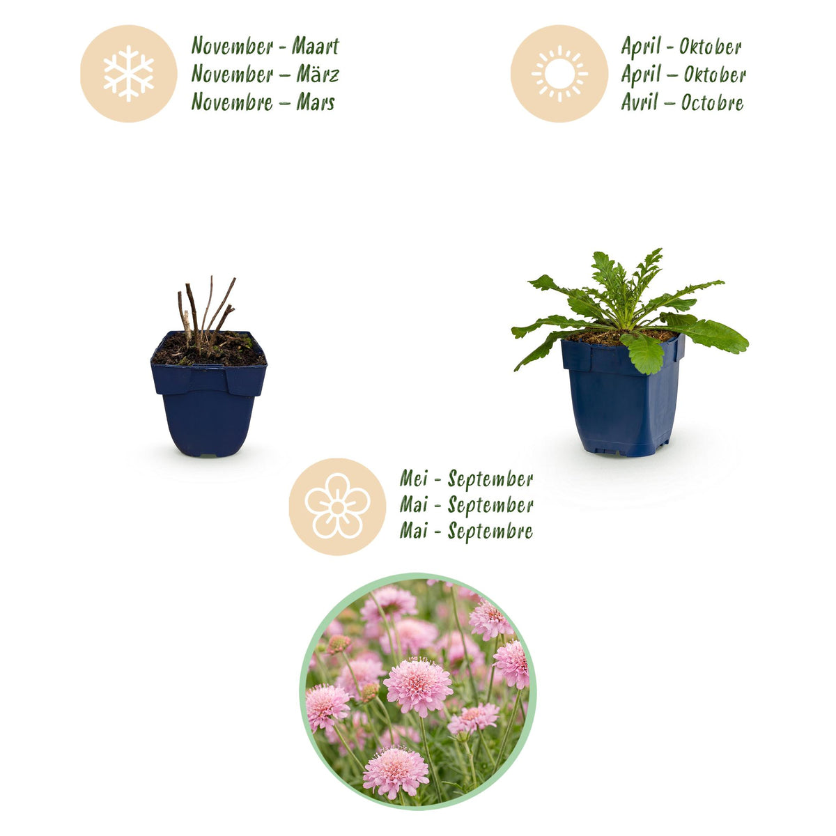 Green boutiQ - Plante vivace - Scabiosa col. Pink Mist - Scabieuse - Attire les abeilles et les papillons - Rose - 12 plantes - Pot 11cm - Hauteur 15-25cm