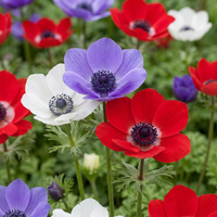 240x Anemone de Caen Mix - Klaproosanemoon de Caen mix - Diversen - Voorjaarsbloeier - Bolmaat 5/6