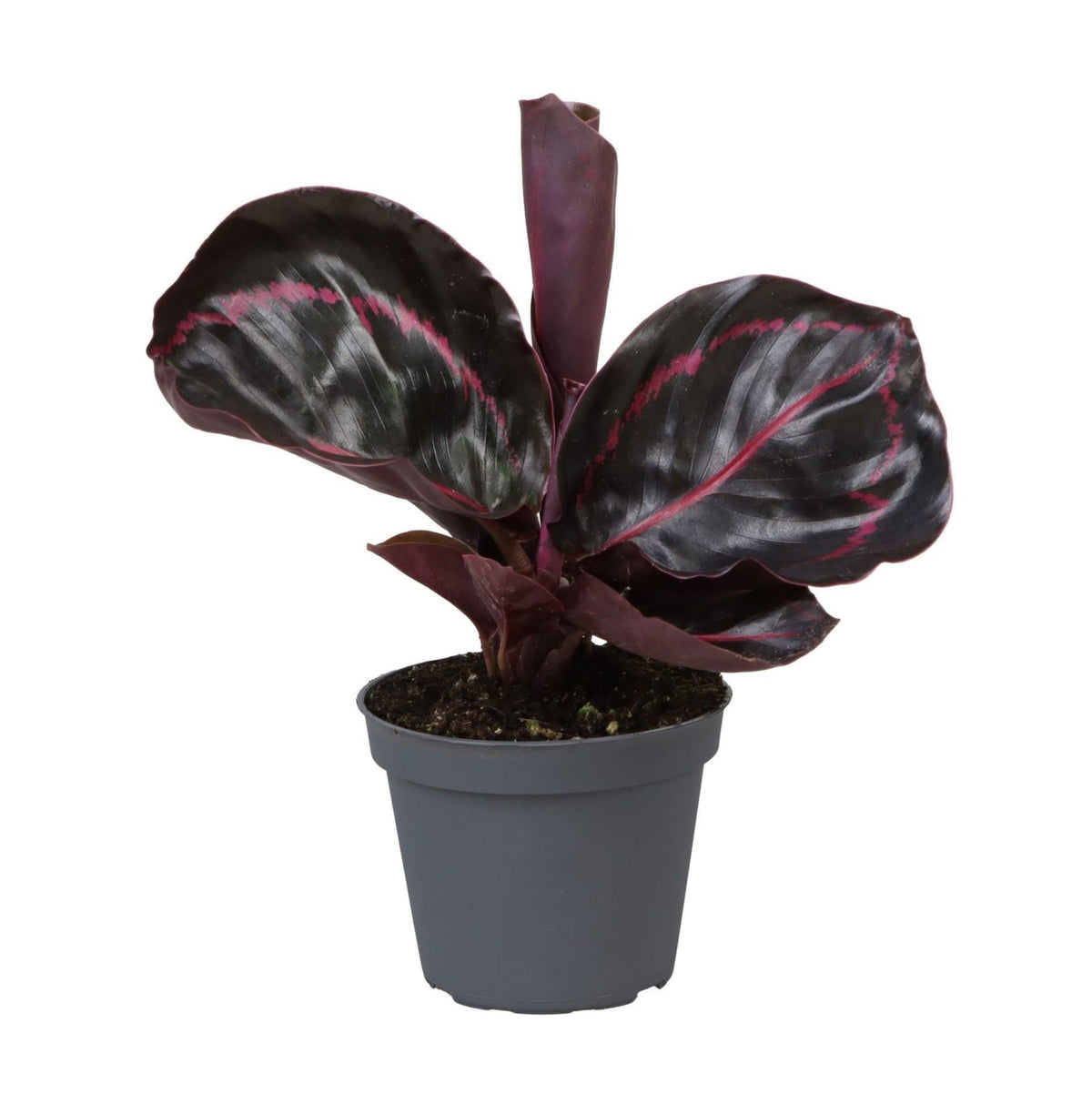 Calathea Dottie® - Rose painted calathea - Purple - Pink - Tropical - Ø6cm - ↕15cm