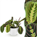 Green boutiQ - Zimmerpflanze - Maranta Fascinator Tricolour - Gebetspflanze - Haustierfreundliche Pflanze - Grün - 1 Pflanze - mit Topf Weiß - Topf 12 cm - Höhe 25 cm
