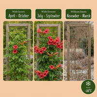 6x Campsis radicans - Trumpet Vine - Orange - Red - Climber - Ø9cm - ↕35cm
