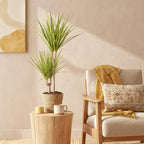 Green BoutiQ - Green is... Plantes d'intérieur - Dracaena Sunray - Dragonnier - Peu d'entretien - avec panier - Vert - 1 plante - Pot 17cm - Hauteur 70-75cm