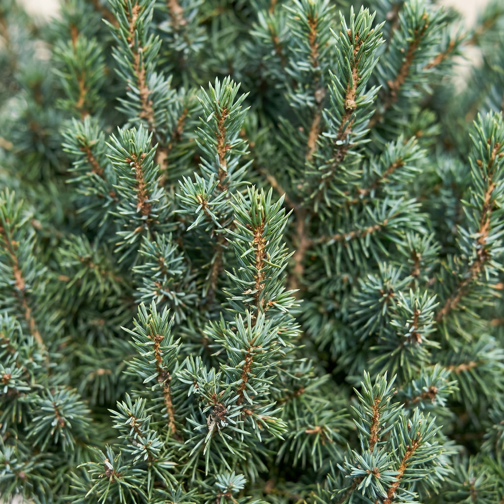Picea glauca Sander's Blue - Blue Alberta Spruce - Blue - Christmas tree - Ø23cm - ↕60cm