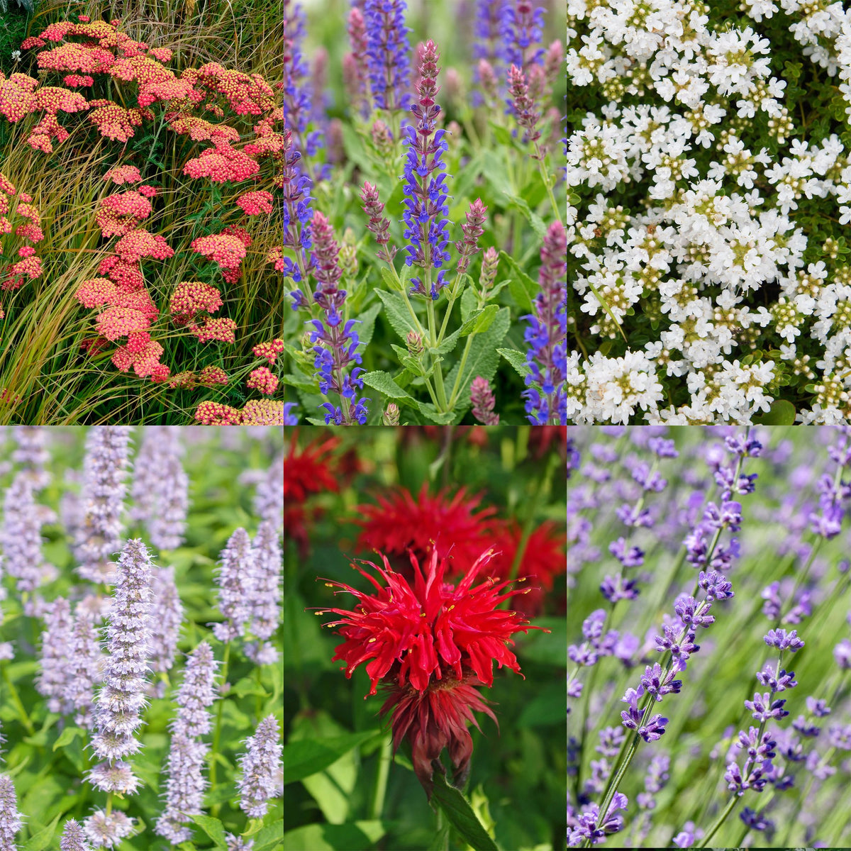 Vasteplant - Borderpakket - Geurend - Diversen - Soorten en kleuren - 12 Planten - Pot 11cm - Hoogte 15-25cm