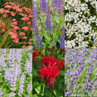 Vasteplant - Borderpakket - Geurend - Diversen - Soorten en kleuren - 12 Planten - Pot 11cm - Hoogte 15-25cm