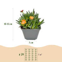 24x - Delosperma mix - Ø7cm - ↕10-12cm