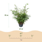 Green boutiQ - Graminées - Fargesia robusta Pingwu - Bambou non traçant - Persistant - Vert - 1 plante - Pot 23 cm - Hauteur 80 cm