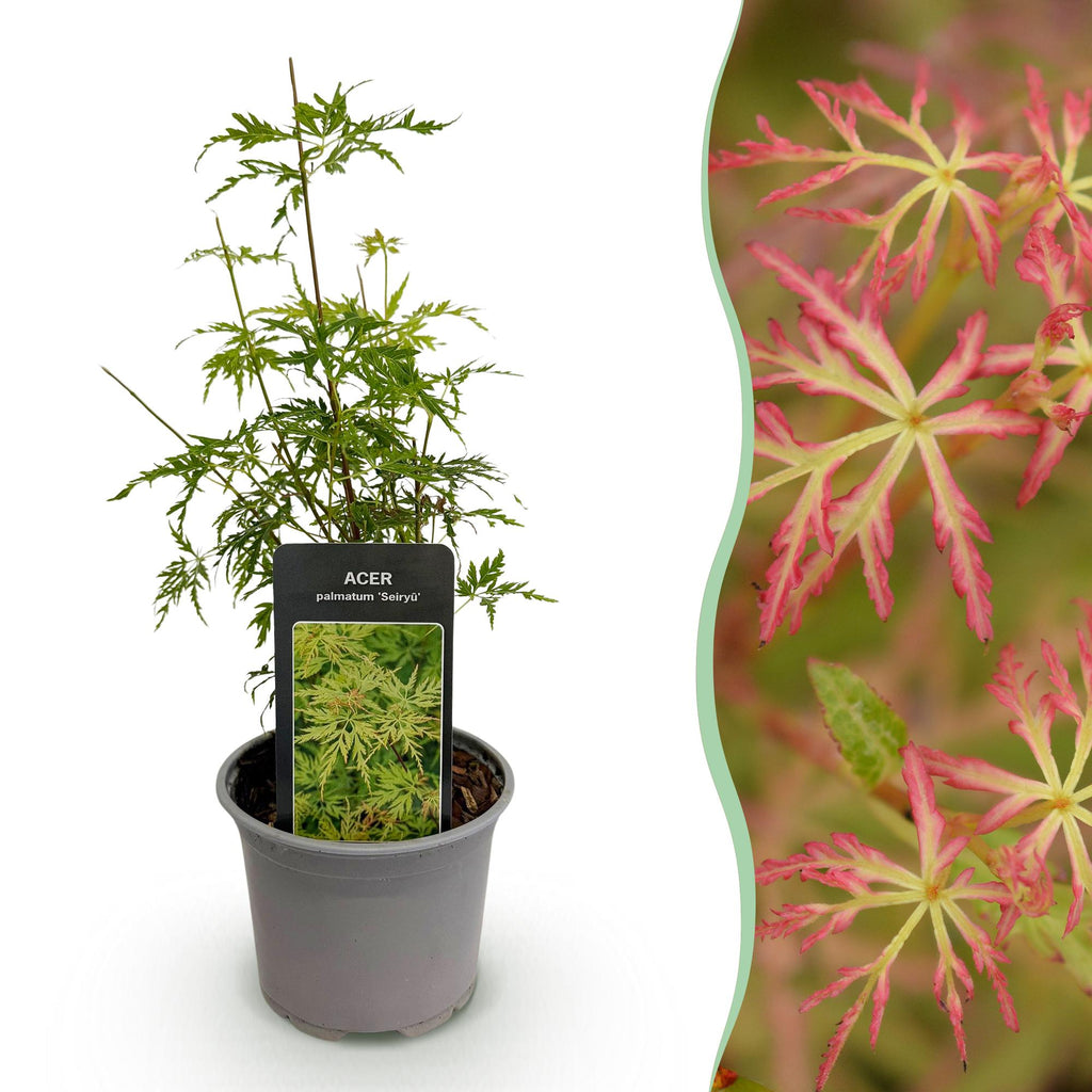 Green boutiQ - Plante de jardin - Acer palmatum Seiryu - Vert 1 Plante - Caduc - Peu d'entretien - Pot 12cm Hauteur 35cm