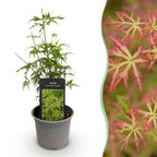 Green boutiQ - Plante de jardin - Acer palmatum Seiryu - Vert 1 Plante - Caduc - Peu d'entretien - Pot 12cm Hauteur 35cm