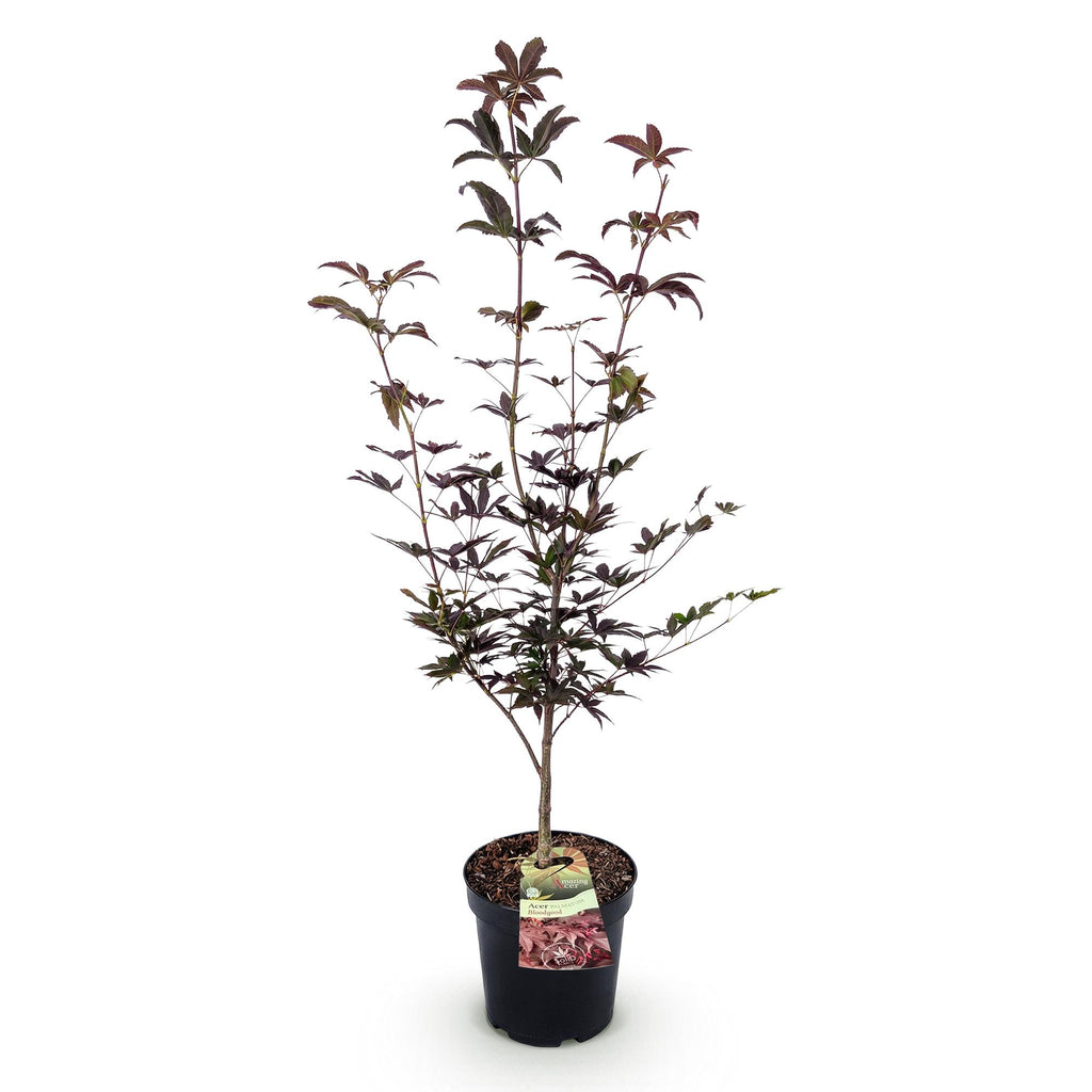 Green boutiQ - Plante de jardin - Acer palmatum Bloodgood - Érable du Japon - Caduc - Rouge - 1 - Pot 26cm - Hauteur 90cm