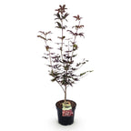 Green boutiQ - Plante de jardin - Acer palmatum Bloodgood - Érable du Japon - Caduc - Rouge - 1 - Pot 26cm - Hauteur 90cm