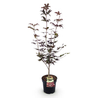 Green boutiQ - Tuinplant - Acer palmatum Bloodgood - Japanse Esdoorn - Bladverliezend - Rood - 1 - Pot 26cm - Hoogte 90cm