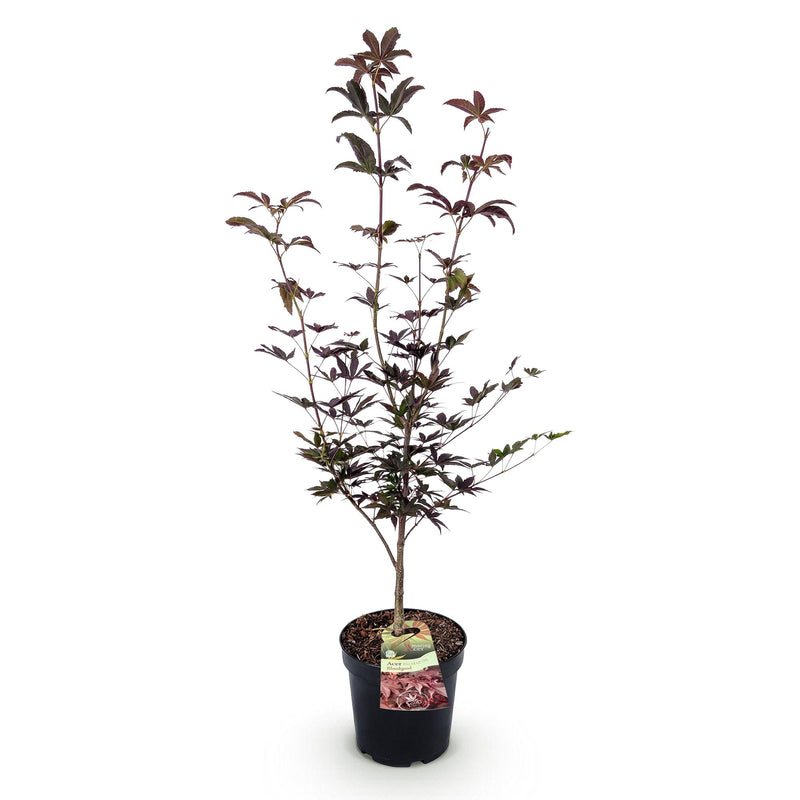 Green boutiQ - Tuinplant - Acer palmatum Bloodgood - Japanse Esdoorn - Bladverliezend - Rood - 1 - Pot 26cm - Hoogte 90cm