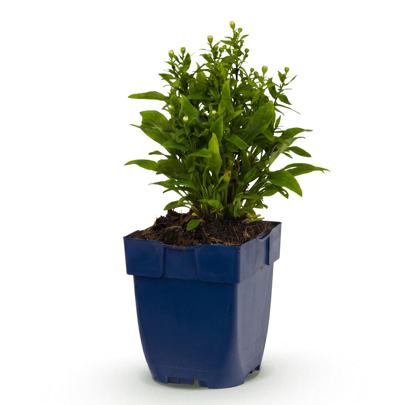 Green boutiQ - Vasteplant - Aster (D) Schneekissen - Zeeaster - Bijen en Vlinderlokkers - Wit - 1 Plant - Pot 11cm - Hoogte 15-25cm
