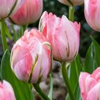 48x Tulipa Double Pink - Dubbele roze tulp - Roze - Voorjaarsbloeier - Bolmaat 11/12