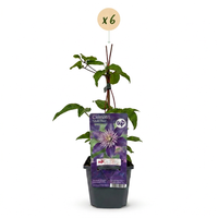 6x Clematis Multi Blue - Bosrank - Blauw - Klimplant - Ø9cm - ↕35cm