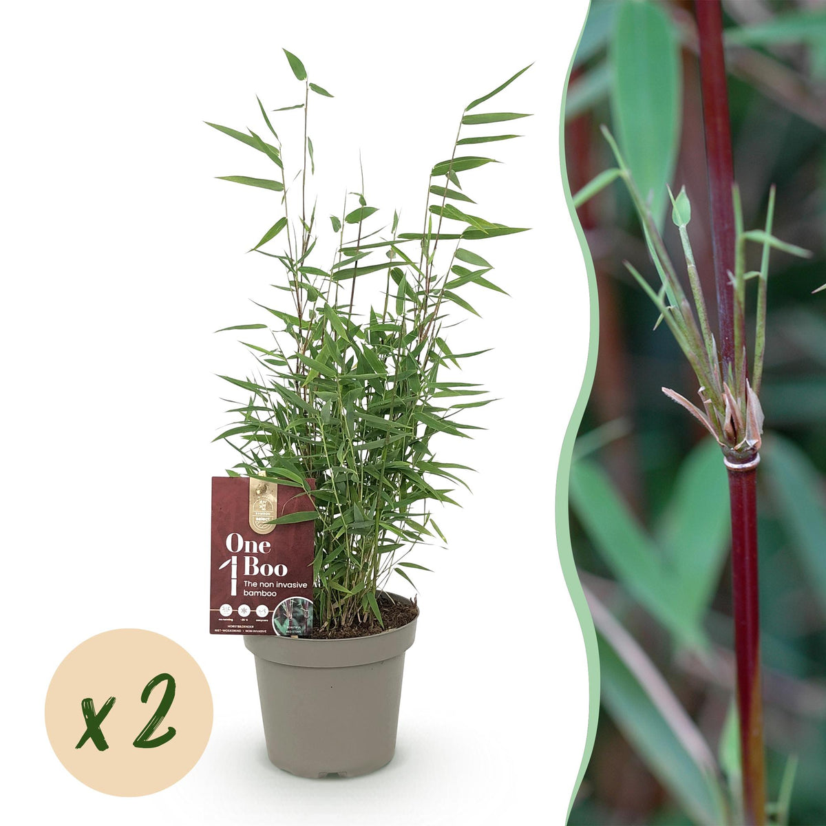 Green boutiQ - Bambou - Fargesia Red Dragon - Vert - 2 Plantes - Persistant - Non traçant - Pot 14cm Hauteur 35cm