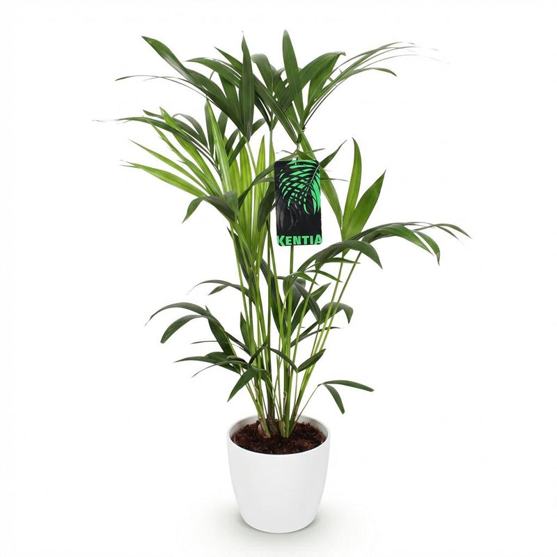 Green boutiQ - Kamerplant - Howea Forsteriana - Kentia Palm - Weinig Onderhoud - Groen - 1 Plant - met Potter Wit - Pot 19cm - Hoogte 80-85cm