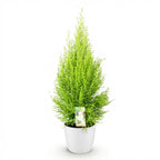 Green BoutiQ - Plantes d'intérieur - Cupressus Gold Crest Wilma - Conifère d'intérieur - Peu d'entretien - Vert - 1 plante - avec pot blanc - Pot 21cm - Hauteur 85-95cm