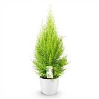 Green BoutiQ - Kamerplanten - Cupressus Gold Crest Wilma - Kamer conifeer - Weinig onderhoud - Groen - 1 Plant - met Potter Wit - Pot 21cm - Hoogte 85-95cm