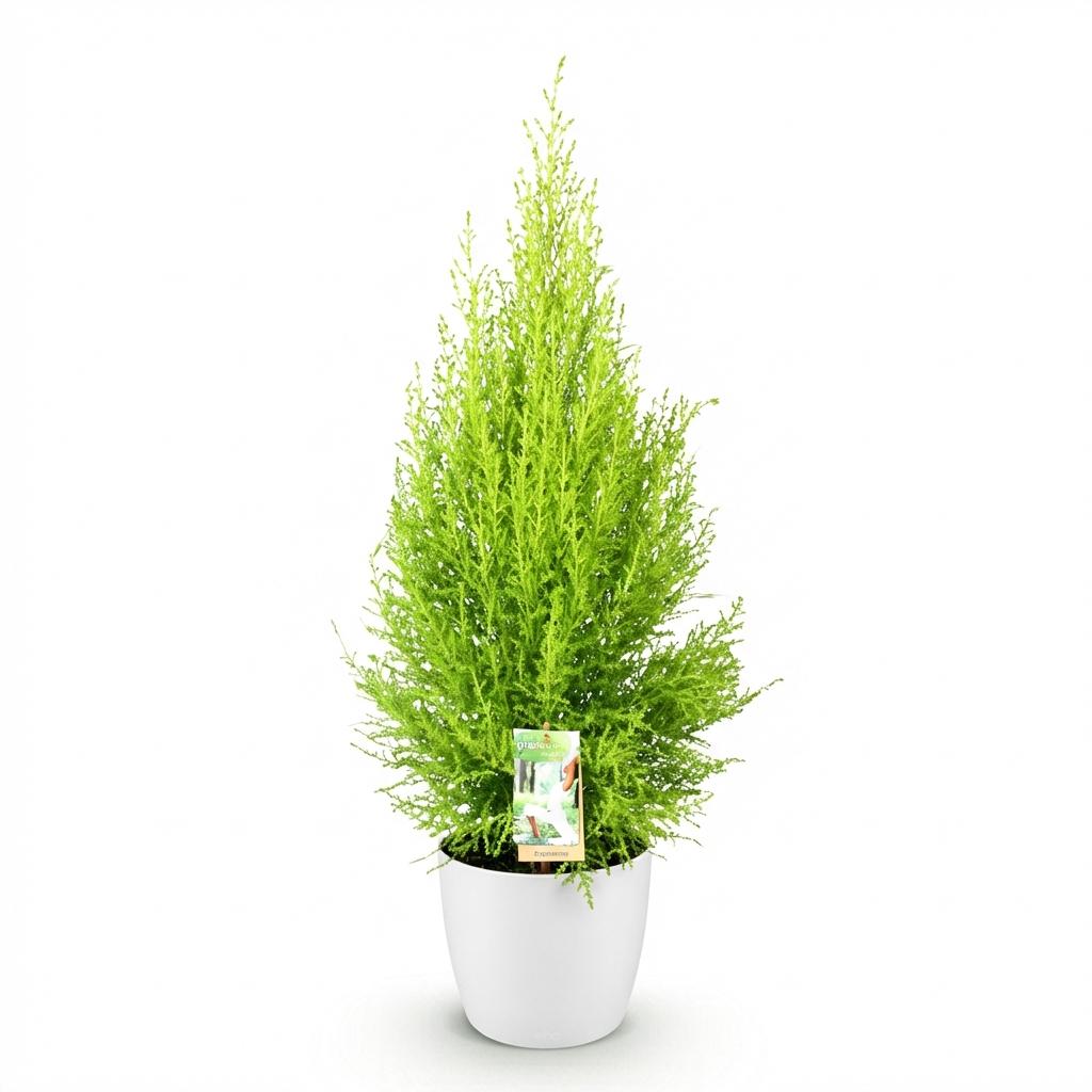 Green BoutiQ - Plantes d'intérieur - Cupressus Gold Crest Wilma - Conifère d'intérieur - Peu d'entretien - Vert - 1 plante - avec pot blanc - Pot 21cm - Hauteur 85-95cm