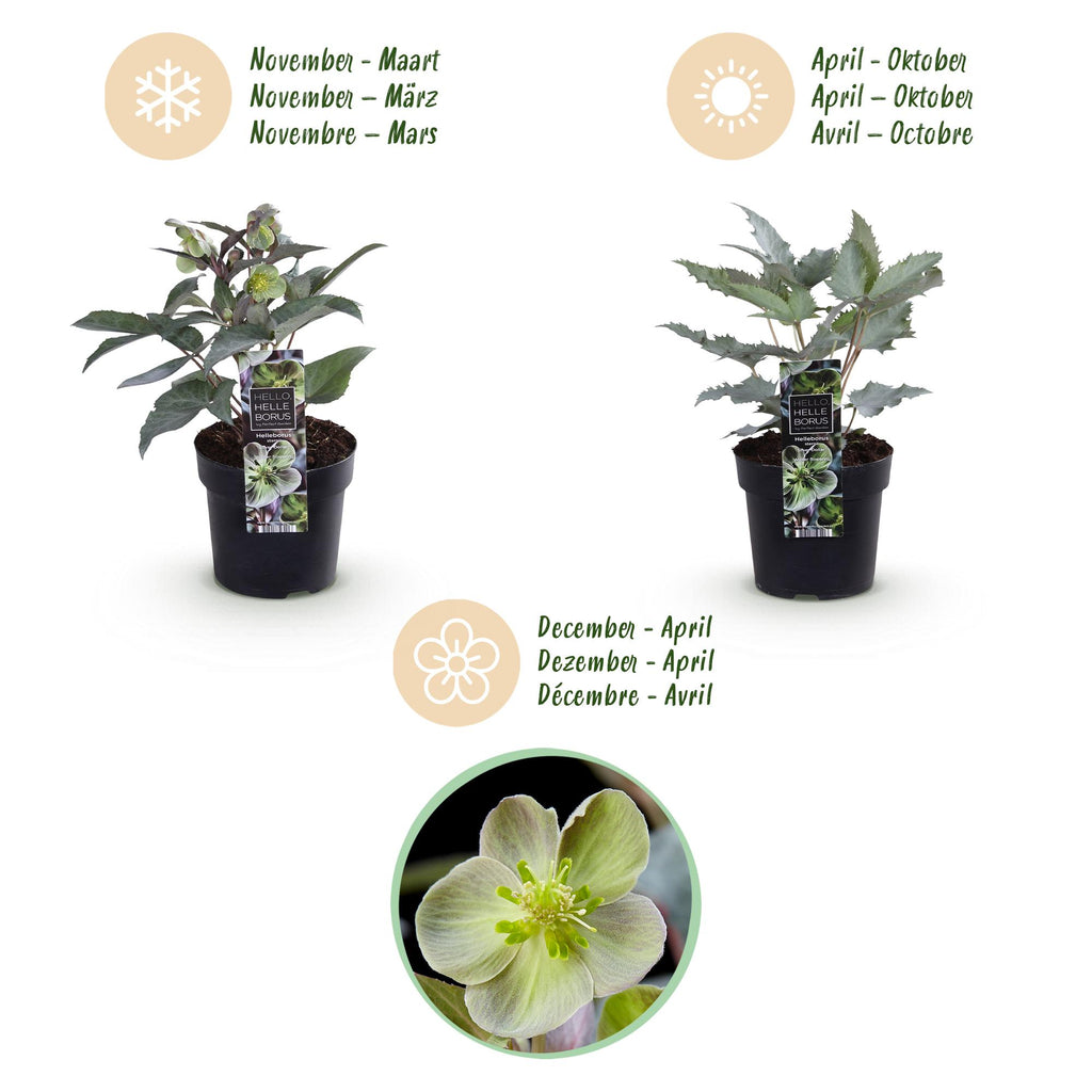 Green boutiQ - Plante de Jardin - Rose de Carême Helleborus sternii Silver Dollar - Fleur Verte - 1 Plante - Persistante - Pot 14cm Hauteur 35cm