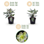 Green boutiQ - Plante de Jardin - Rose de Carême Helleborus sternii Silver Dollar - Fleur Verte - 1 Plante - Persistante - Pot 14cm Hauteur 35cm